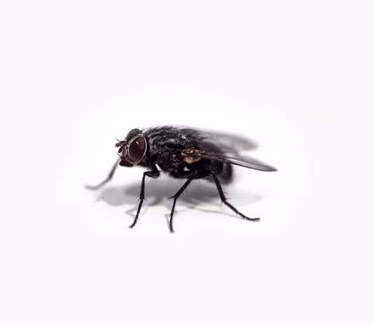 House Expert Reveals Five Household Items That Can Banish Flies From Your Home photo 1596296455028 bb216ae02ff7