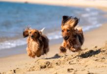 Hidden Risks On Freshwater East Every Dog Owner Should Know photo 1614077595151 abeb2550c49c