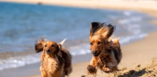 Hidden Risks On Freshwater East Every Dog Owner Should Know photo 1614077595151 abeb2550c49c