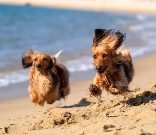 Hidden Risks On Freshwater East Every Dog Owner Should Know photo 1614077595151 abeb2550c49c