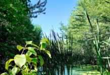 Dog experts issue urgent warning on the dangers of blue-green algae richard burlton YBV55Xw8gWI unsplash