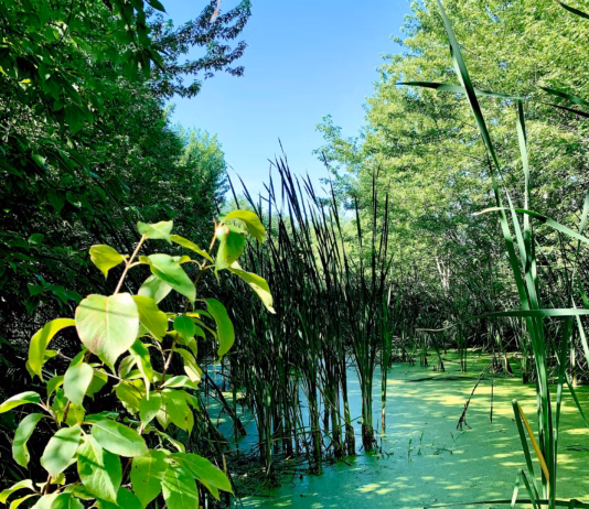 Dog experts issue urgent warning on the dangers of blue-green algae richard burlton YBV55Xw8gWI unsplash