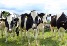 Slurry Lagoon Plans stock cattle pic