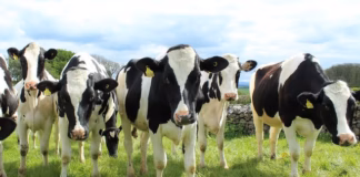 Slurry Lagoon Plans stock cattle pic