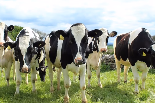 Slurry Lagoon Plans stock cattle pic