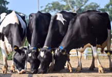Denbigh dairy herd reduction sale to be held at Shrewsbury Auction Centre Meinel Herd cattle