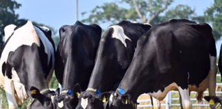 Denbigh dairy herd reduction sale to be held at Shrewsbury Auction Centre Meinel Herd cattle