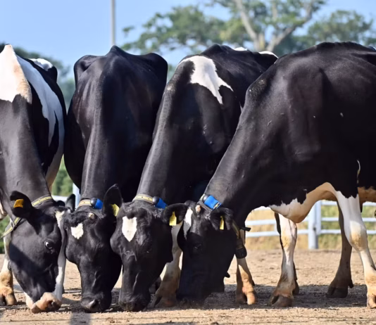 Denbigh dairy herd reduction sale to be held at Shrewsbury Auction Centre Meinel Herd cattle