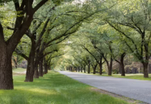 Coed ar gyfer dinasoedd poethach: gall dull newydd gryfhau cyfraniad cymunedau wrth gyrraedd targedau Tree lined avenue