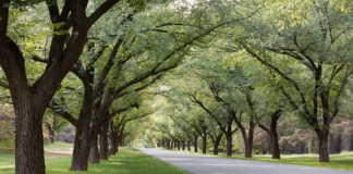 Coed ar gyfer dinasoedd poethach: gall dull newydd gryfhau cyfraniad cymunedau wrth gyrraedd targedau Tree lined avenue