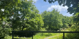 One Planet Development Producing Honey, Walnuts, & Guinea Pigs walnut trees