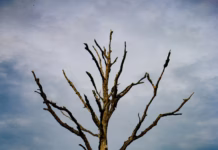 One In Three Newly Planted Council Trees Has Died During The Heatwave chris van de ridder 3HlT46qV2O8 unsplash
