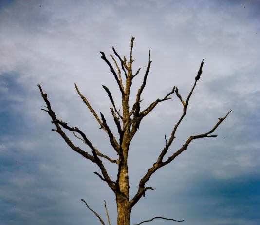 One In Three Newly Planted Council Trees Has Died During The Heatwave chris van de ridder 3HlT46qV2O8 unsplash