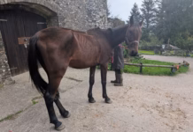 RSPCA Cymru Issue Appeal To Find Owner Of Thin Thoroughbred Horse Horse appeal Burry Port Sept26