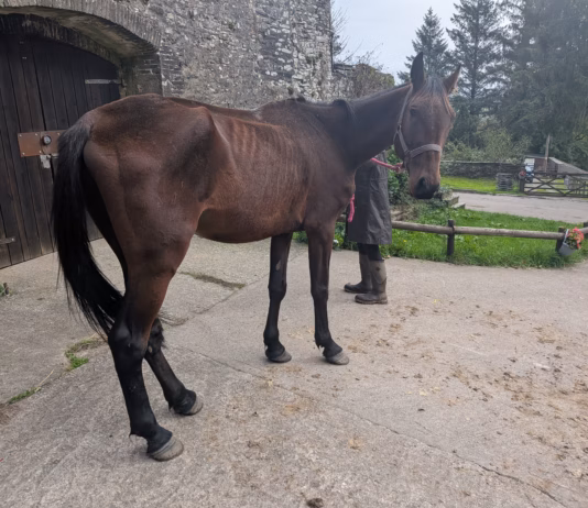RSPCA Cymru Issue Appeal To Find Owner Of Thin Thoroughbred Horse Horse appeal Burry Port Sept26