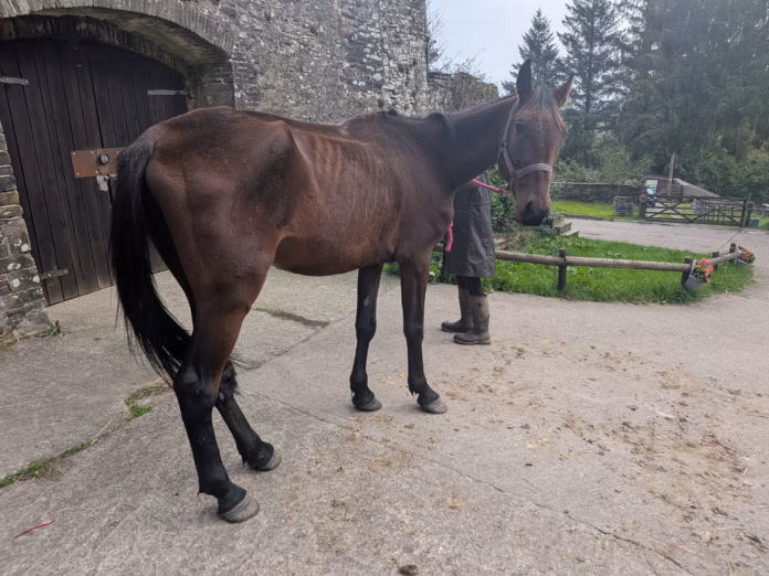 Horse appeal Burry Port Sept26 Horse appeal Burry Port Sept26