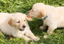 Dog Field Appeal Success dogs gen pixa