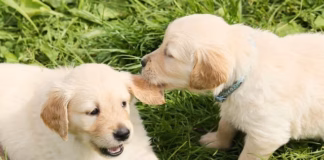 Dog Field Appeal Success dogs gen pixa