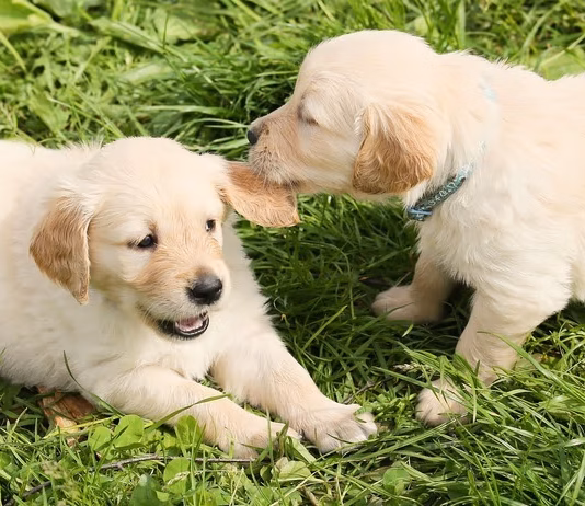 Dog Field Appeal Success dogs gen pixa
