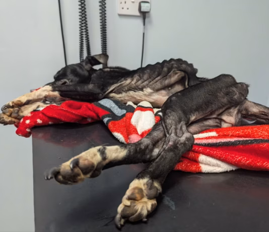Carmarthenshire man banned from keeping animals for life after neglect image1