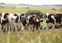 FUW Calls For A Long-Term Strategy To Fulfil Significant Potential Of Welsh Dairy Sector Dairy cows 3