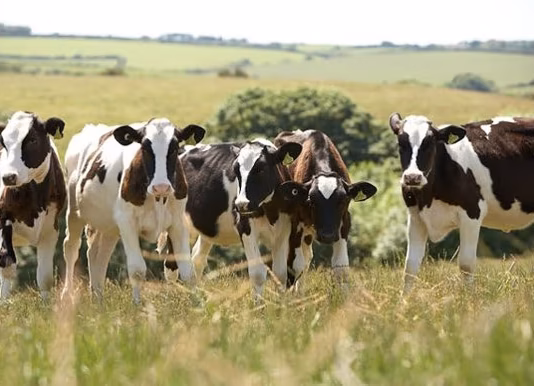 FUW Calls For A Long-Term Strategy To Fulfil Significant Potential Of Welsh Dairy Sector Dairy cows 3