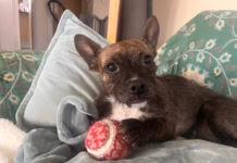 Forever home changes life for overlooked dog who waited 400 days for a home image 6 (1)