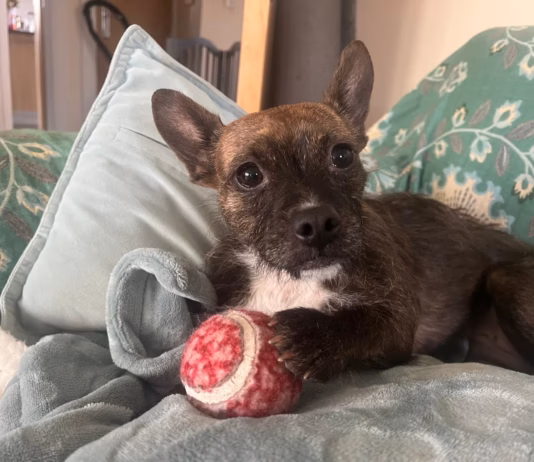 Forever home changes life for overlooked dog who waited 400 days for a home image 6 (1)