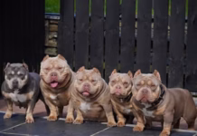 Breeder Who Sold Puppies To Celebrities In Court For Cropping Some Dog’s Ears image 9