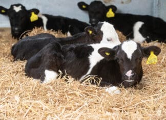 DON’T NEGLECT CALF HOUSING HYGIENE rb DAIRY CALVES 2422021 02217 dairy calves housed 106 copyright Tim Scrivener, Agriphoto @300