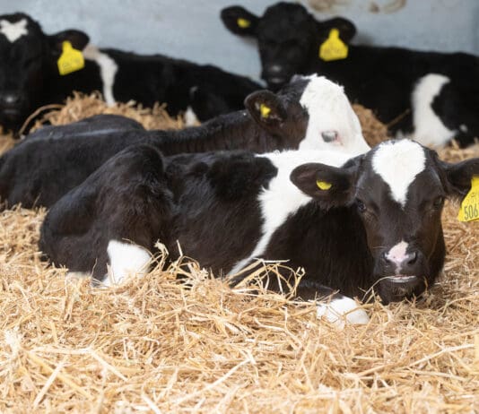 DON’T NEGLECT CALF HOUSING HYGIENE rb DAIRY CALVES 2422021 02217 dairy calves housed 106 copyright Tim Scrivener, Agriphoto @300
